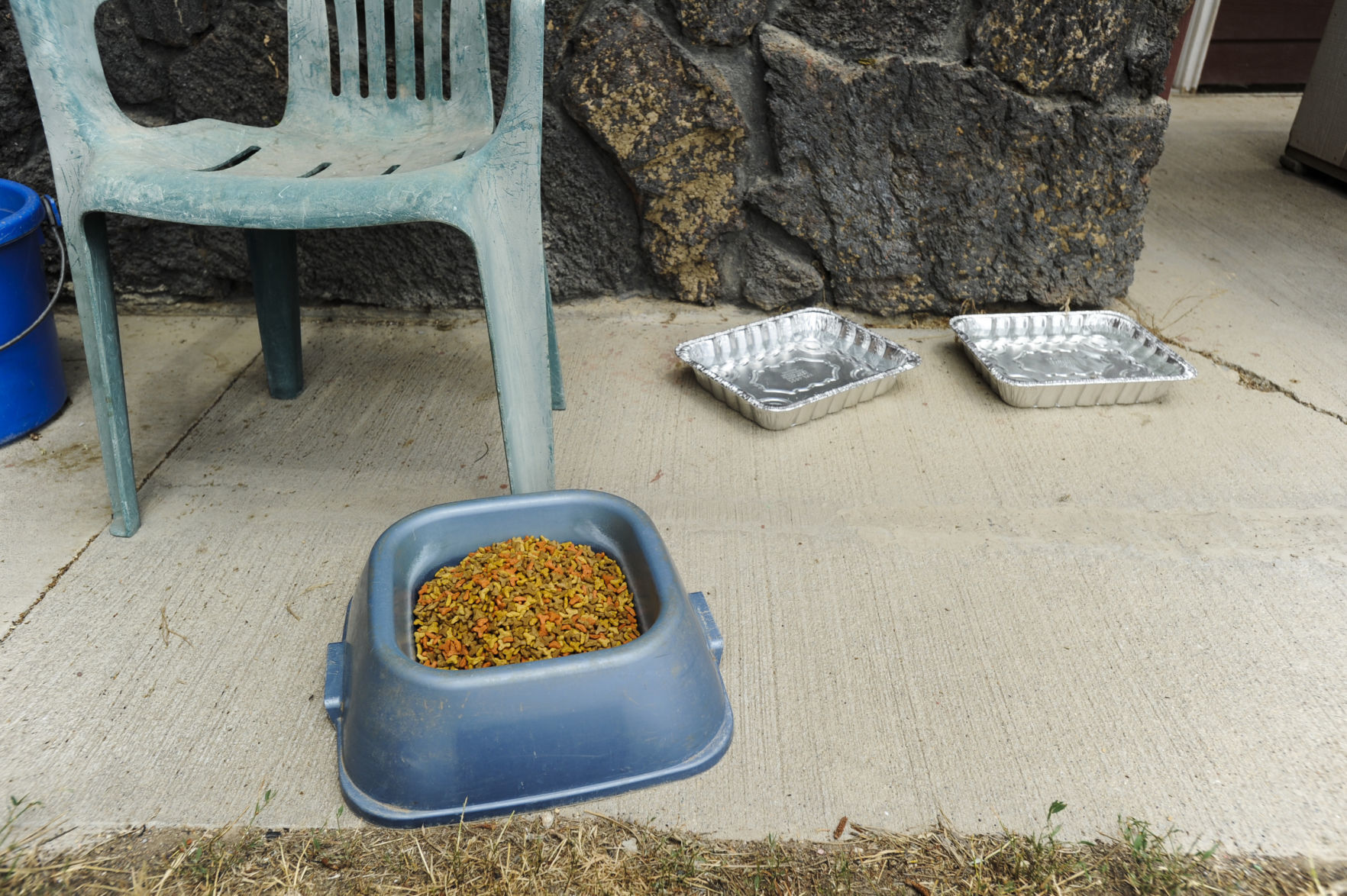 Cat food and water left out